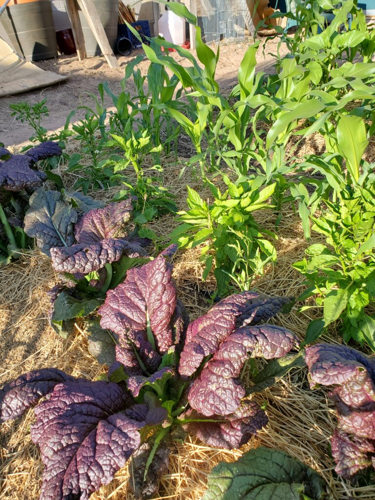 Peppers and red mustard