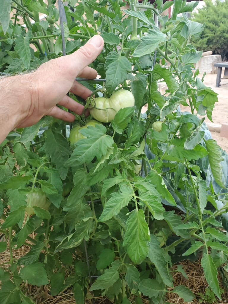 Tomatoes soon!