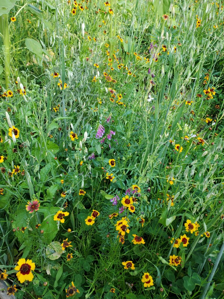 Cover crop add nitrogen and attract beneficial insects.