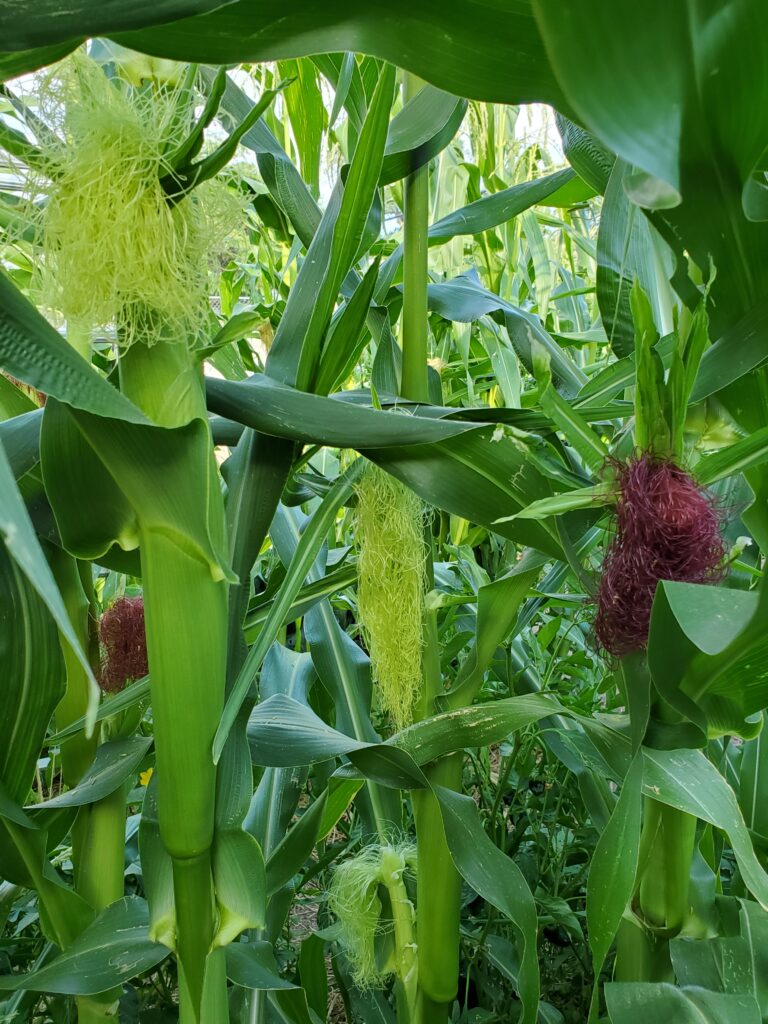 Corn tasseling