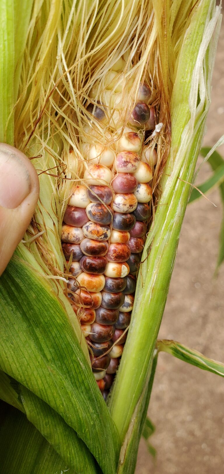 Preview of corn to come
