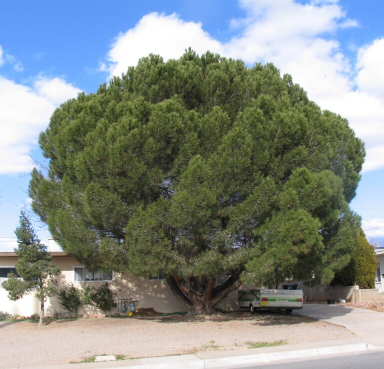 Italian stone pine