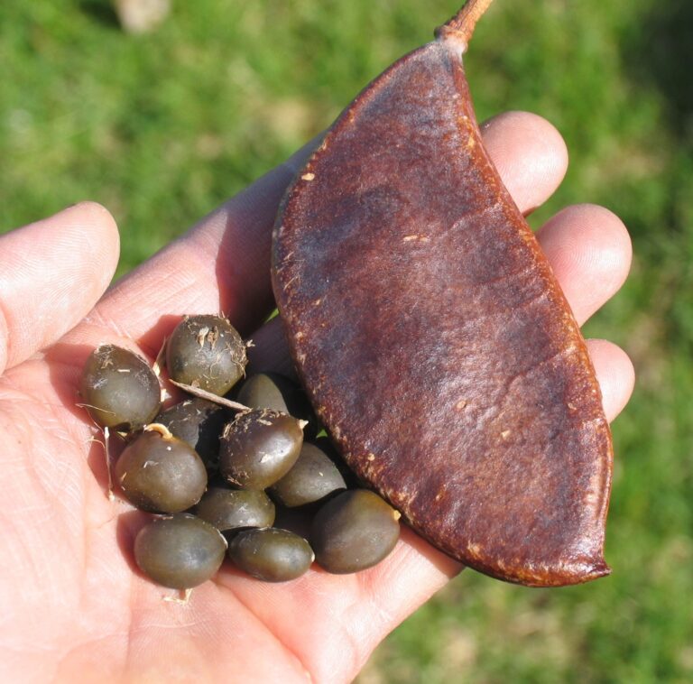 Kentucky coffeetree seeds
