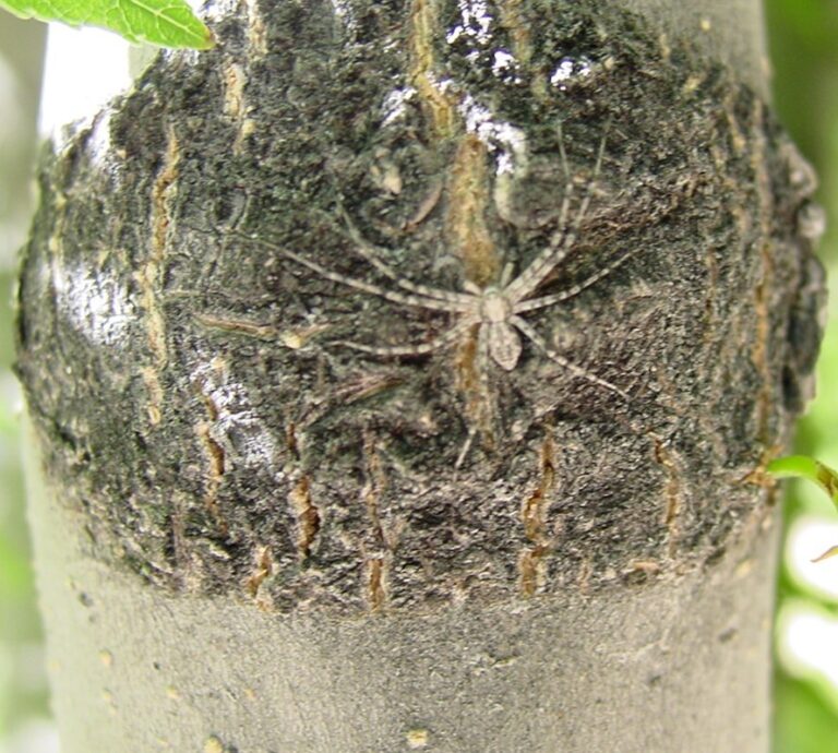 Philodromus crab spider on bark
