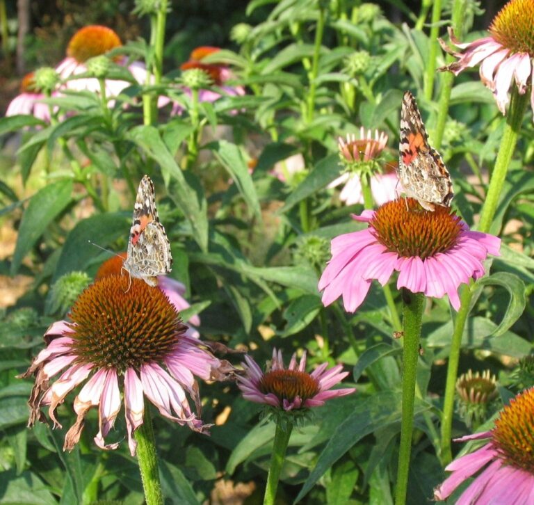 Painted lady butterfiles on echinacea