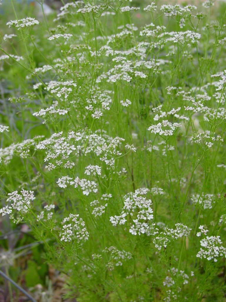 Cilantro in bloom attracts good insects!