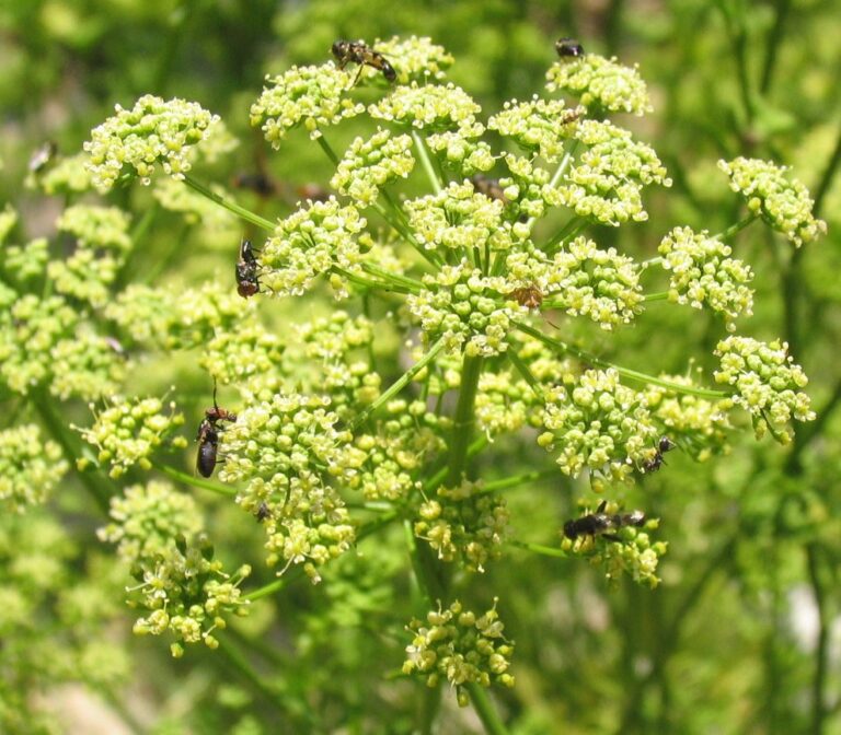 Native pollinators on cilantro