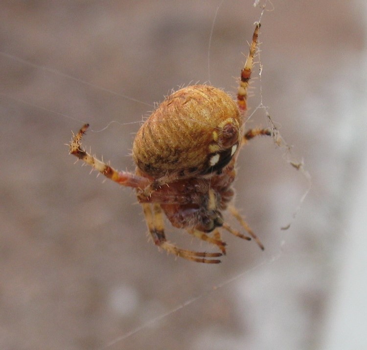 Cat-faced orb weaver spider