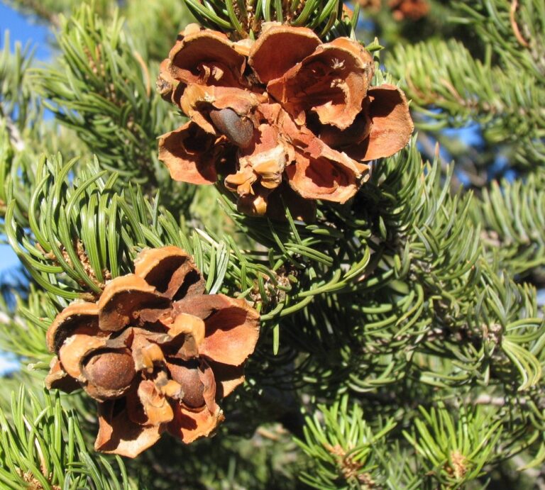 Pinyon pine cones