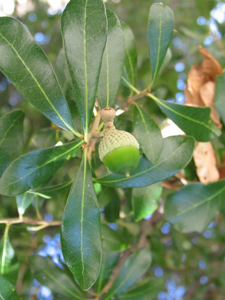 Live oak leaves and acorn