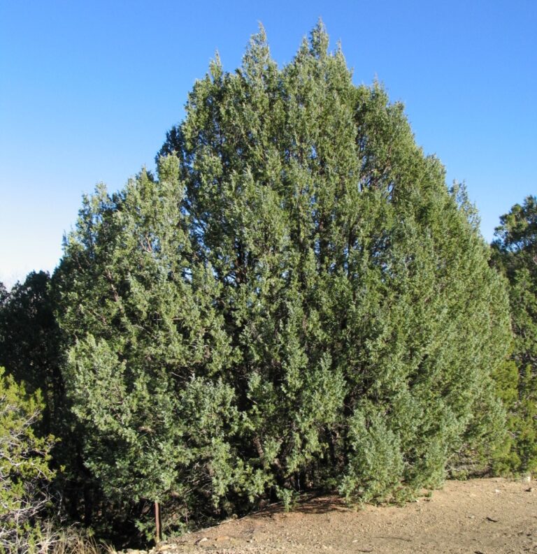 Rocky Mountain juniper