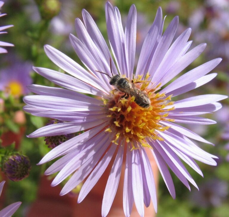 Small native bee on aster