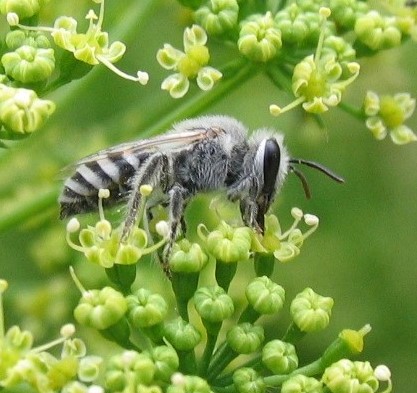 Small native bee on cilantro