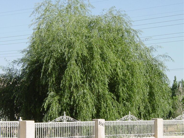 Weeping willow in North Valley