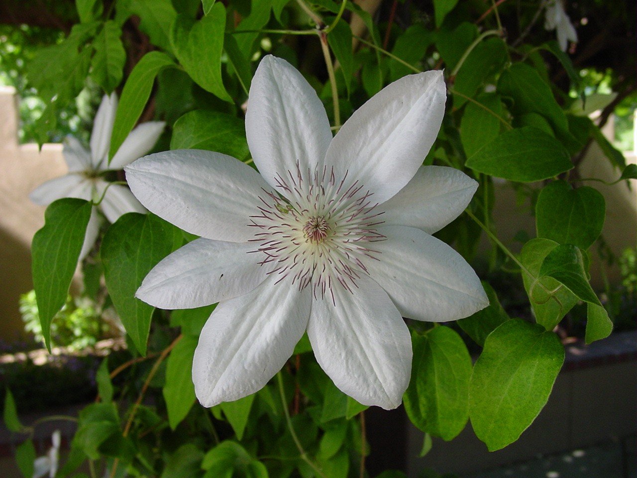 White passion flower